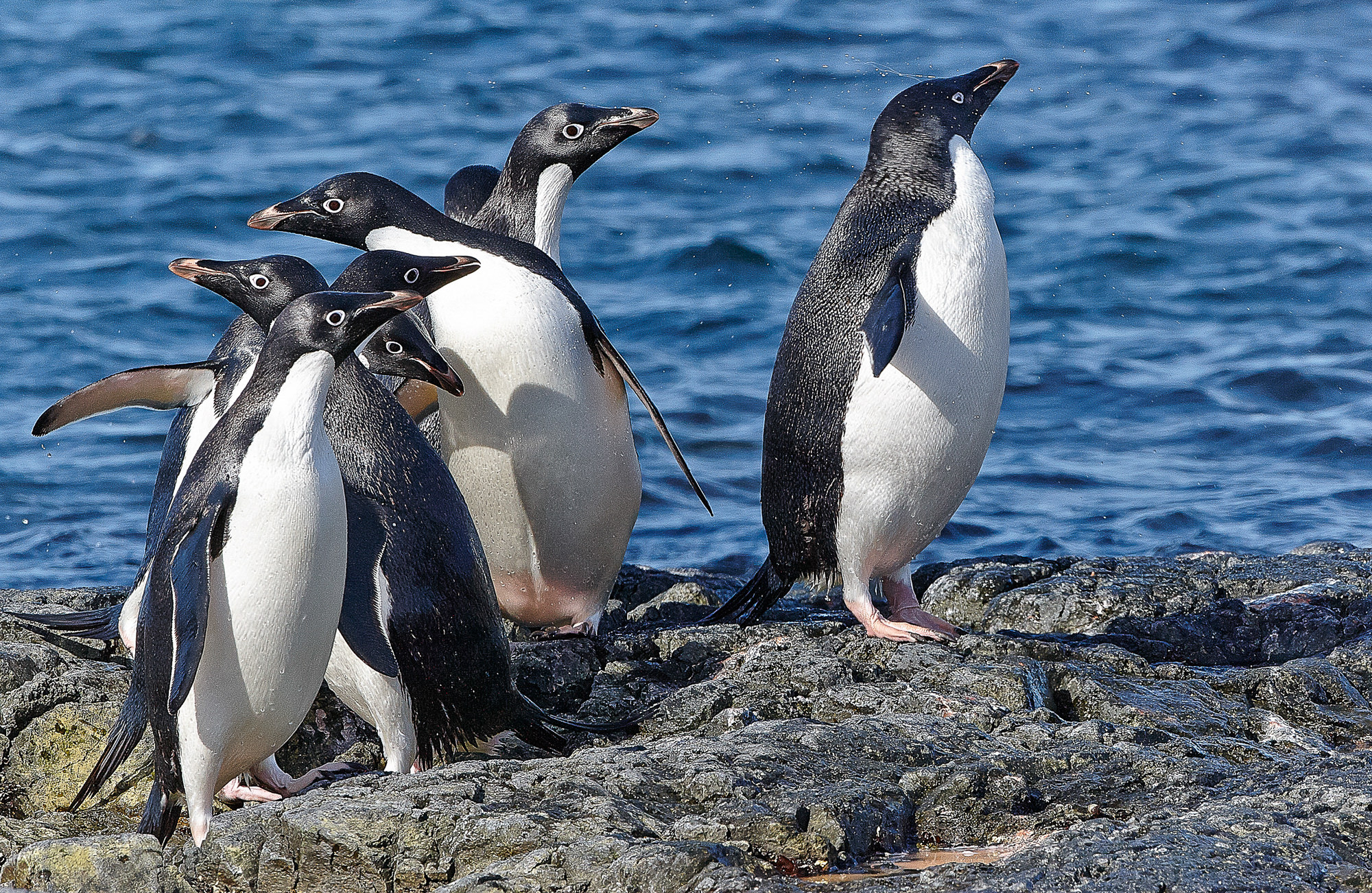 swimming fun with the adelie penguins